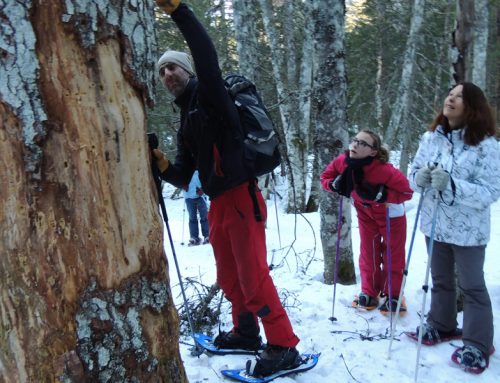Que faire dans le Vercors en hiver, autour de Vassieux-en-Vercors