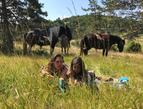 Le Cheval du Vercors de Barraquand : la race locale à redécouvrir